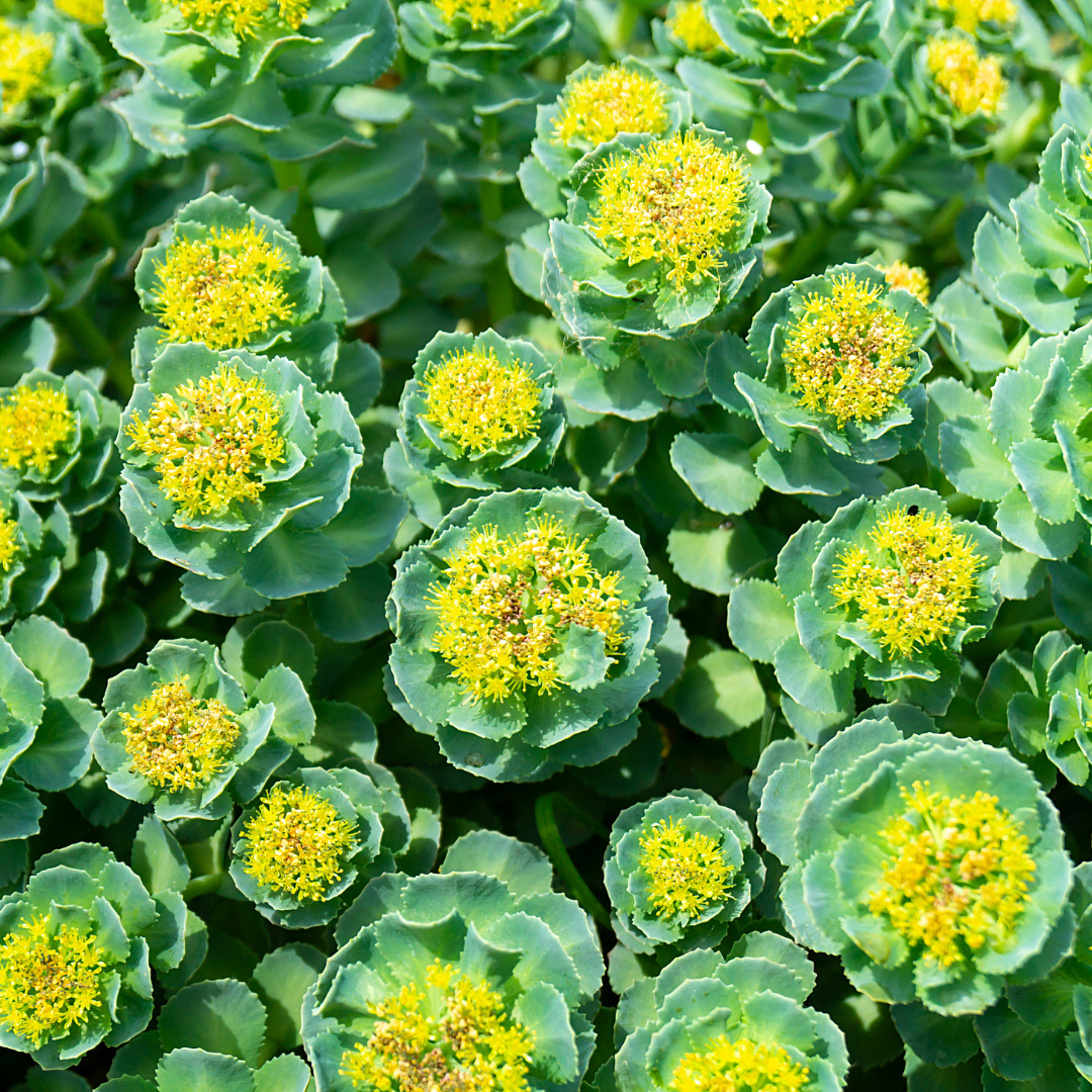 Rhodiola Rosea: The Superfood Your Body Needs