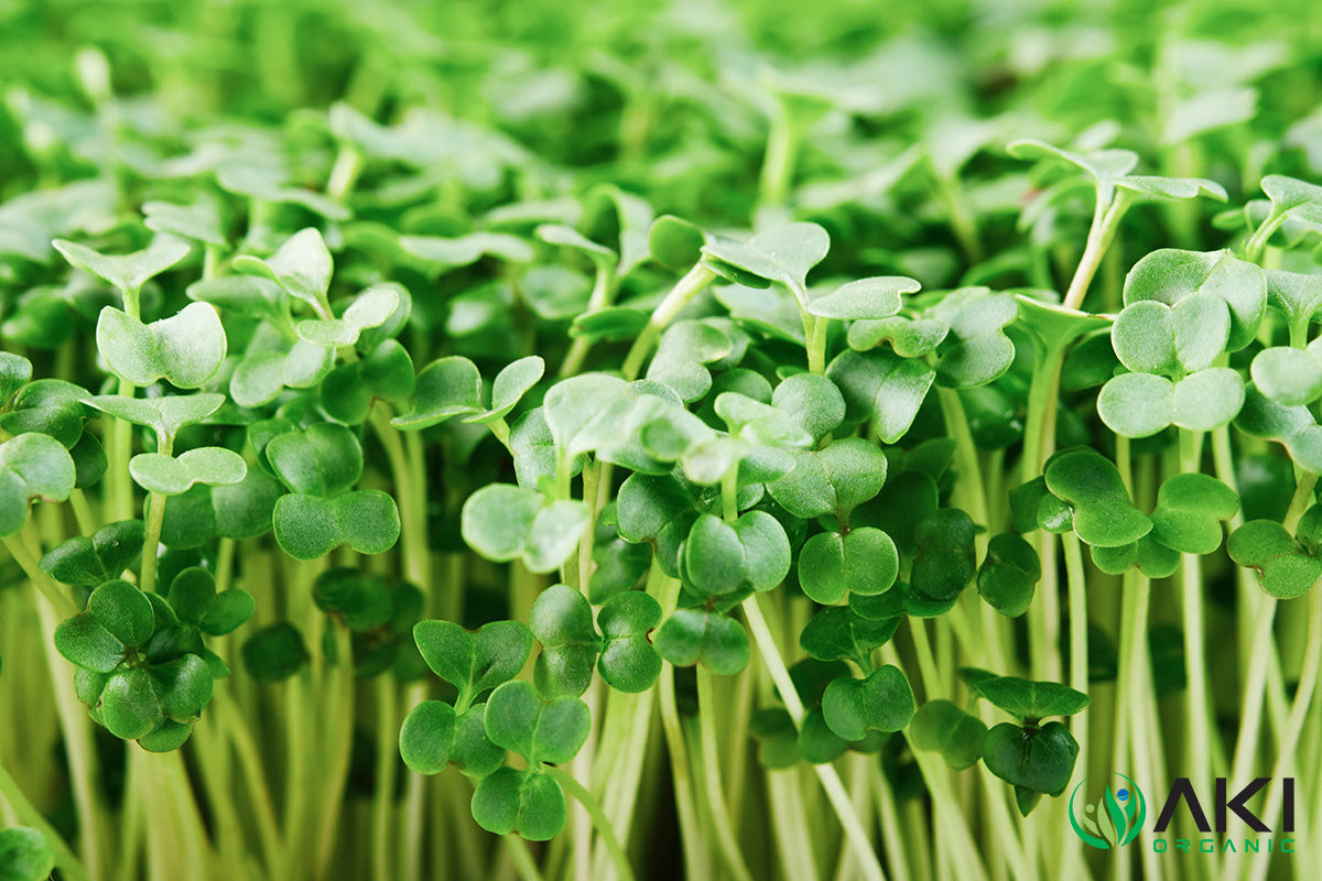 Discover the Powerful Health Benefits of Aki Organic's Natural Broccoli Sprout Powder